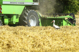 Die feine Nase der St�rche