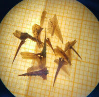 Ein Fisch auf dem Weg zu neuen Ufern