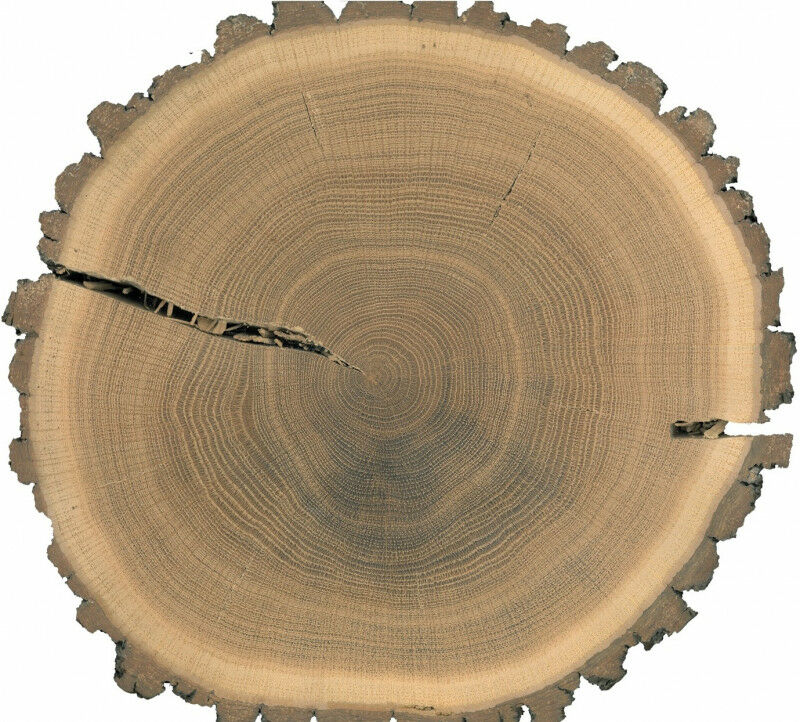 Baumscheibe einer Eiche f�r die Isotopen-Probenentnahme