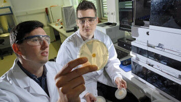 Fungus produces highly effective surfactant