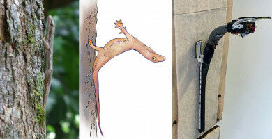 Gleiten ohne Flügel