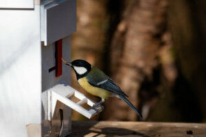 Kultureller Fortschritt bei Kohlmeisen