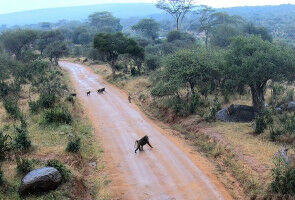 Paviane zahlen für das Leben in Gruppen einen hohen Preis