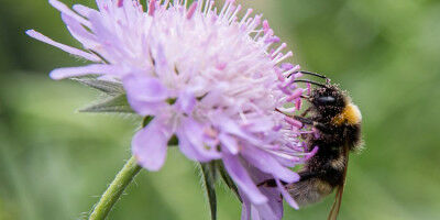 Pflanzenherkunft beeinflusst Bestäuber
