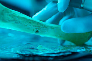 Prähistorische Menschen wählten selten Cousins oder Cousinen als Partner