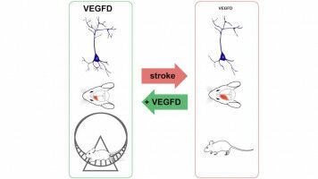Protecting the Neuronal Architecture