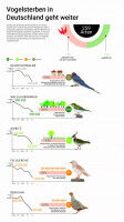 Rote Liste Brutv�gel: Vogelsterben in Deutschland geht weiter