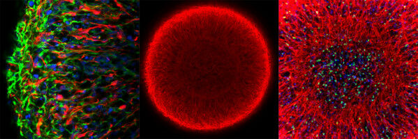 Tierschutzforschungspreis 2021 f�r Max-Planck-Forscher