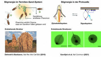 Was Termiten und Zellen gemeinsam haben