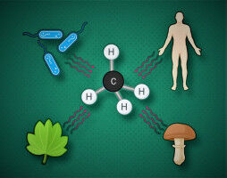 Alle Lebewesen bilden Methan