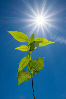 Biosynthese von Strychnin aufgeklärt