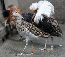 Des einen Freud ist des anderen Leid