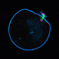 Ein fehlender 'Motor' l�sst unsere Eizellen versagen