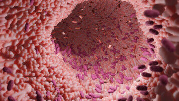 Eine kalorienarme Di�t ver�ndert das Darmmikrobiom und die Immunalterung