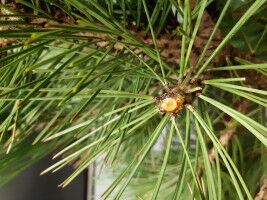 Eine Nase für kranke Pflanzen und falsches Parfüm