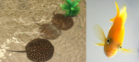 Fische k�nnen rechnen