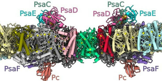 Die Struktur des Photosystem-I-Dimers, eingebettet in den Thylakoidmembranen inn