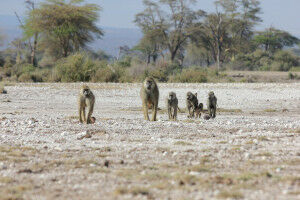 Kosten und Nutzen der Hybridisierung