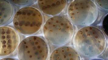 Melioidose: Neuer Ansatz gegen gef�hrliche Bakterieninfektion