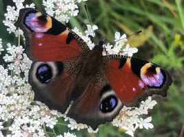 Mona-Lisa-Effekt: Augenflecke schützen Schmetterlinge nach allen Seiten