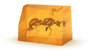 New ant species