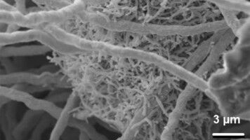 Paradoxe Paarbeziehung