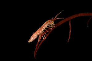 Pollination by Crustaceans