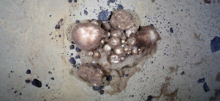 Schwammg�rten auf Untersee-Bergen in der arktischen Tiefsee