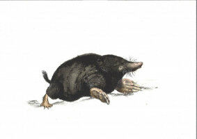Scientists unearth another brain-shrinking mammal