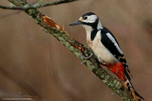 S��er Baumsaft, herzhafte Ameisen