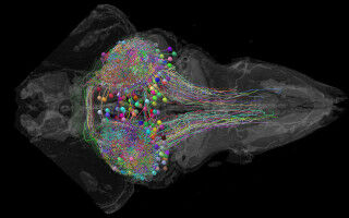 Wenn Zebrafische denken