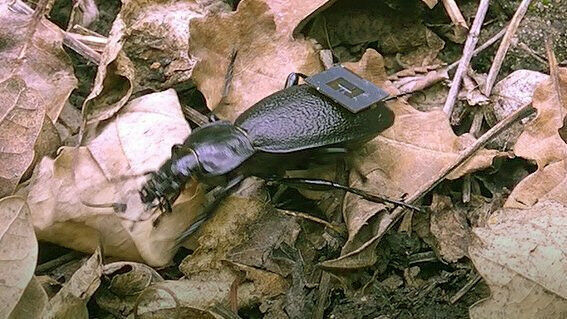 The movements of this beetle (Carabus coriaceus) have been tracked with the help