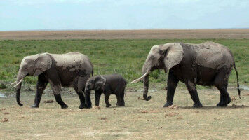 Gro�e Tiere gehen es langsamer an, um nicht zu �berhitzen