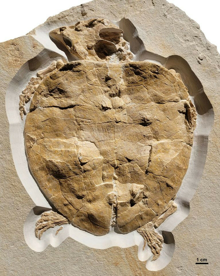 Perfekt erhaltenes Schildkr�tenfossil von Solnhofia parsonsi, ca. 150 Millionen 