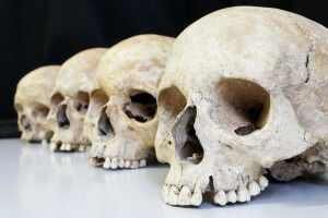 Various evolutionary forces shape the human skeleton