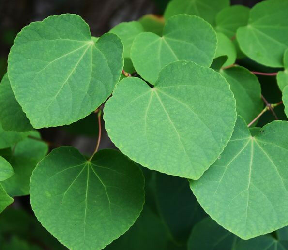 Leaf from a Pliocene tree of the genus Cercidiphyllum (C. crenatum) from the fos
