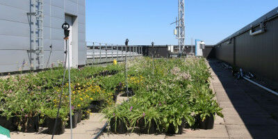 Wildpflanzen können sich bei landwirtschaftlicher Vermehrung verändern