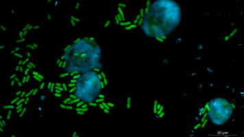 Wirkstoff aus Bakterien wirkt effektiv gegen Pflanzensch�dlinge