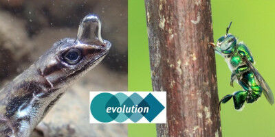 Das Verhalten von Tieren und die Evolution