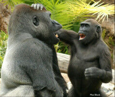 Do apes have humor?