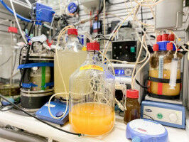 Energie zu Vitamin: Mikroben produzieren Fols�ure aus einfachen Grundzutaten