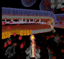 Explodierende Kamikaze-Bakterien