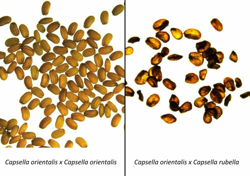 Viable seeds produced by Capsella orientalis on the left side and collapsed, non