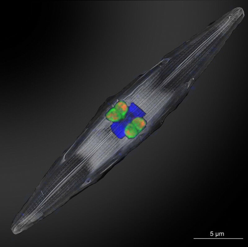 Die den Rhizobien-zugehörigen stickstofffixierenden Symbionten (mit fluoresziere