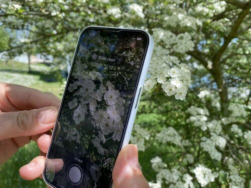 Plant identification with apps such as Flora Incognita enables phenological moni