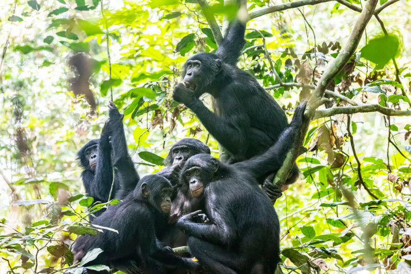 Bonobos are found only in Congo, but their population size across their range is