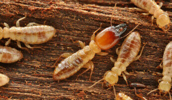 Termite Symbiosis in Transition