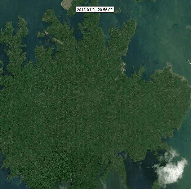 The study tracked four fruit-eating species in the rainforest as they solved the