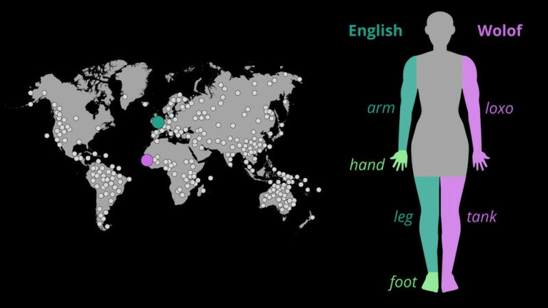 Illustration of the study’s language sample and the words for arm/hand and