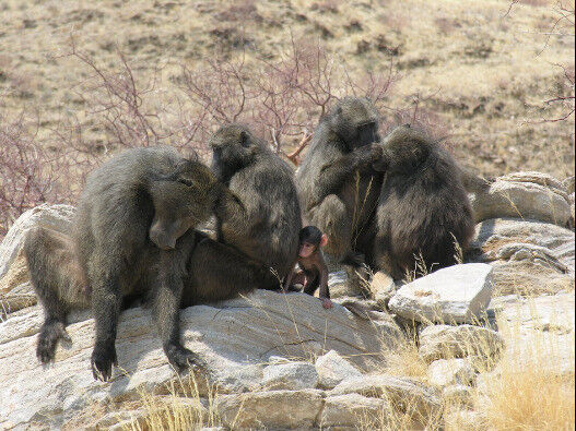 A group of chacma baboons in the middle of a grooming session. On the left, the
